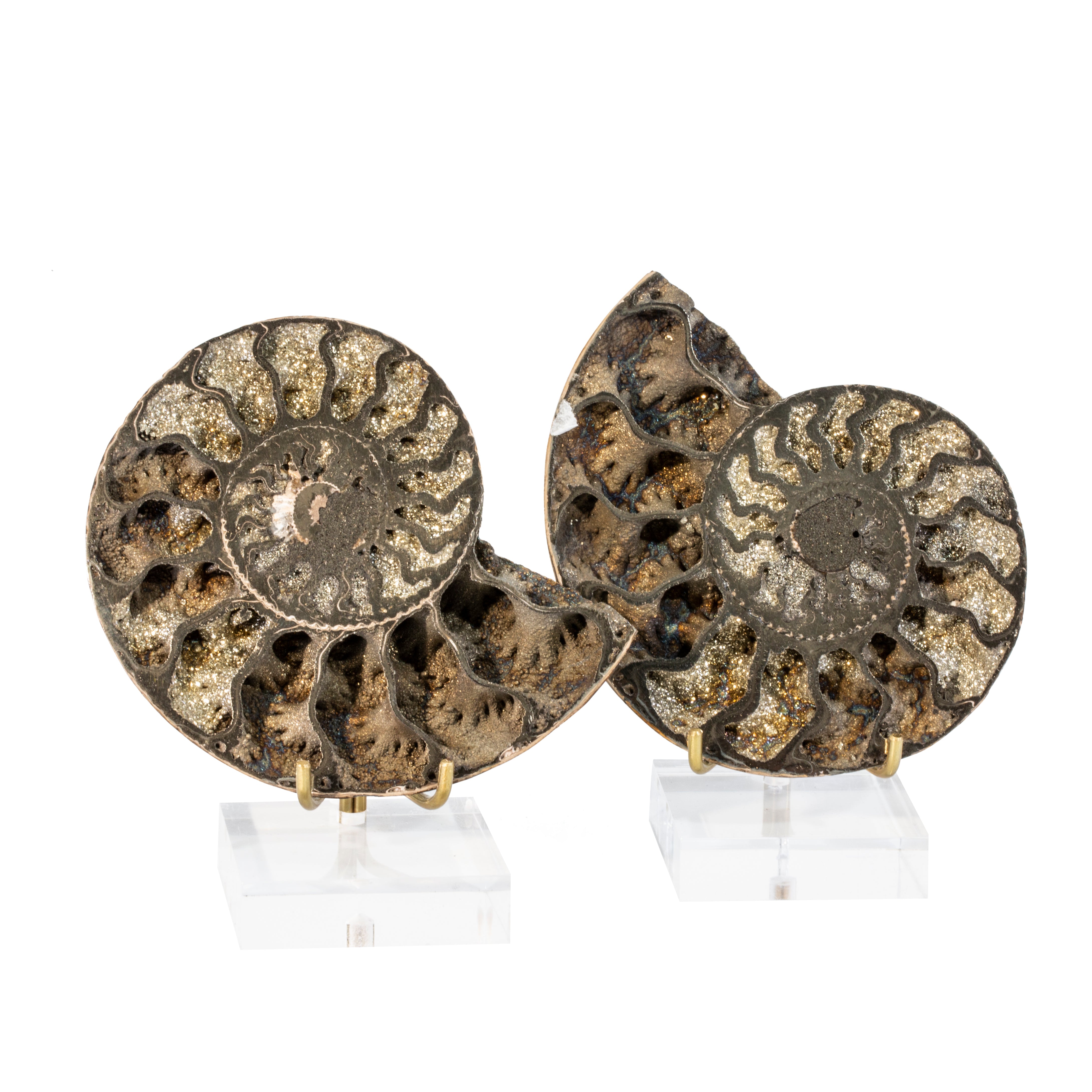 Pyritized Ammonite 3.6 inch Partially Polished Fossil Specimen Pair - Russia - JJX-202 - Crystalarium