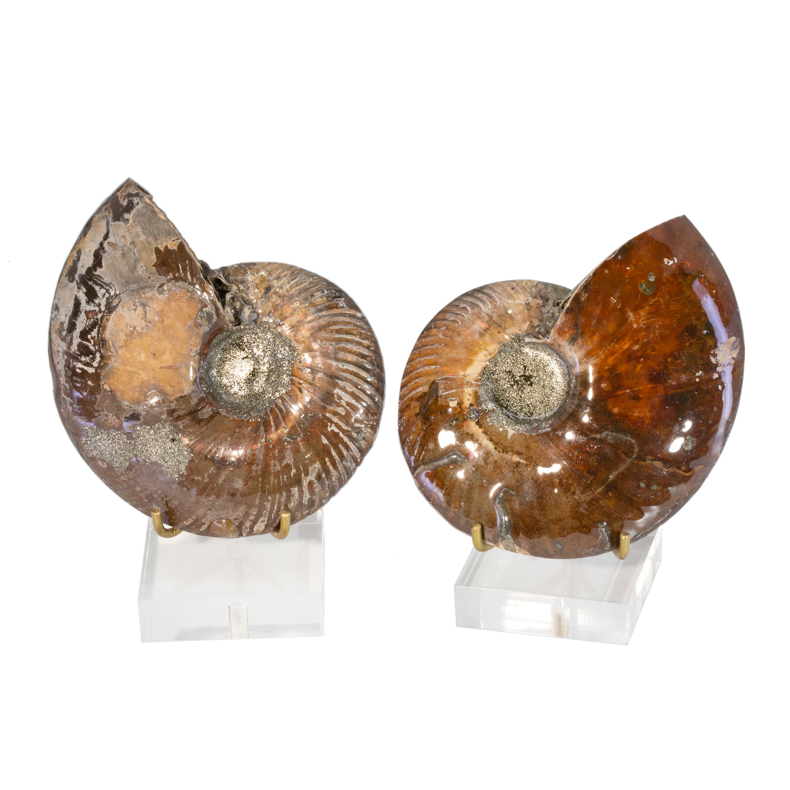 Pyritized Ammonite 3.6 inch Partially Polished Fossil Specimen Pair - Russia - JJX-202 - Crystalarium