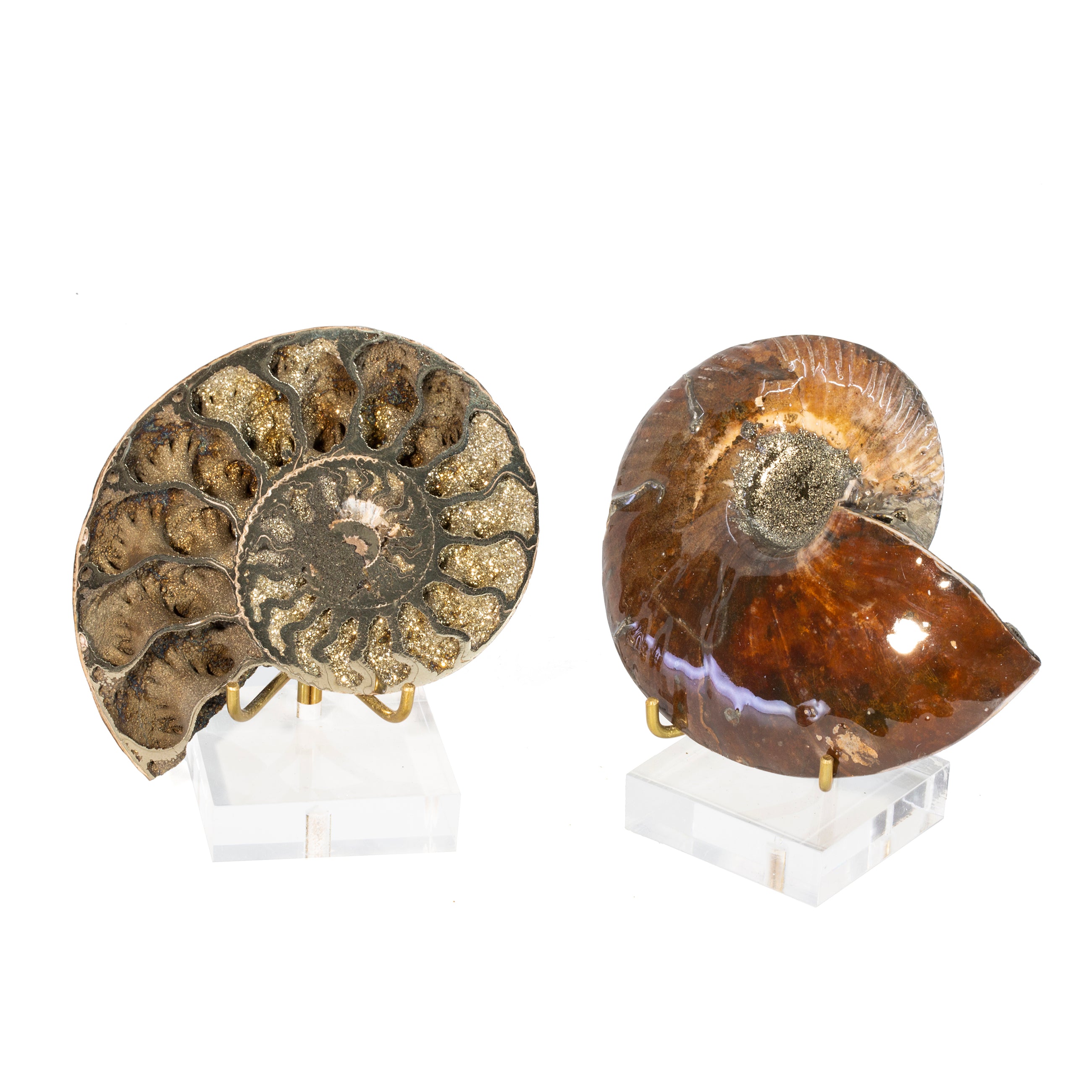 Pyritized Ammonite 3.6 inch Partially Polished Fossil Specimen Pair - Russia - JJX-202 - Crystalarium