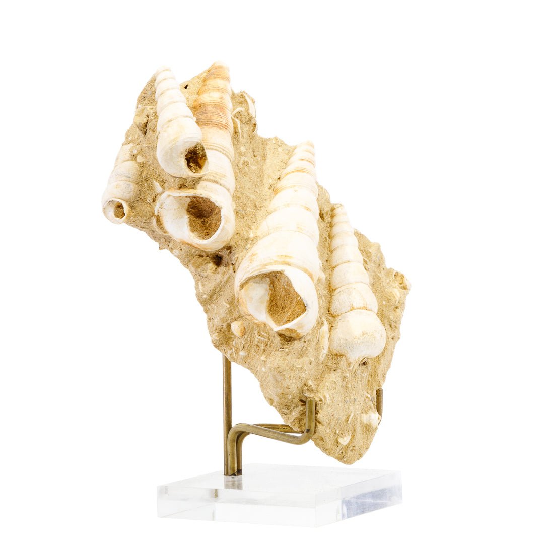 Turritella Terebralis in Sandstone 5.88 Inch 385.7 Gram Natural Fossil Cluster - France - JJX-045 - Crystalarium