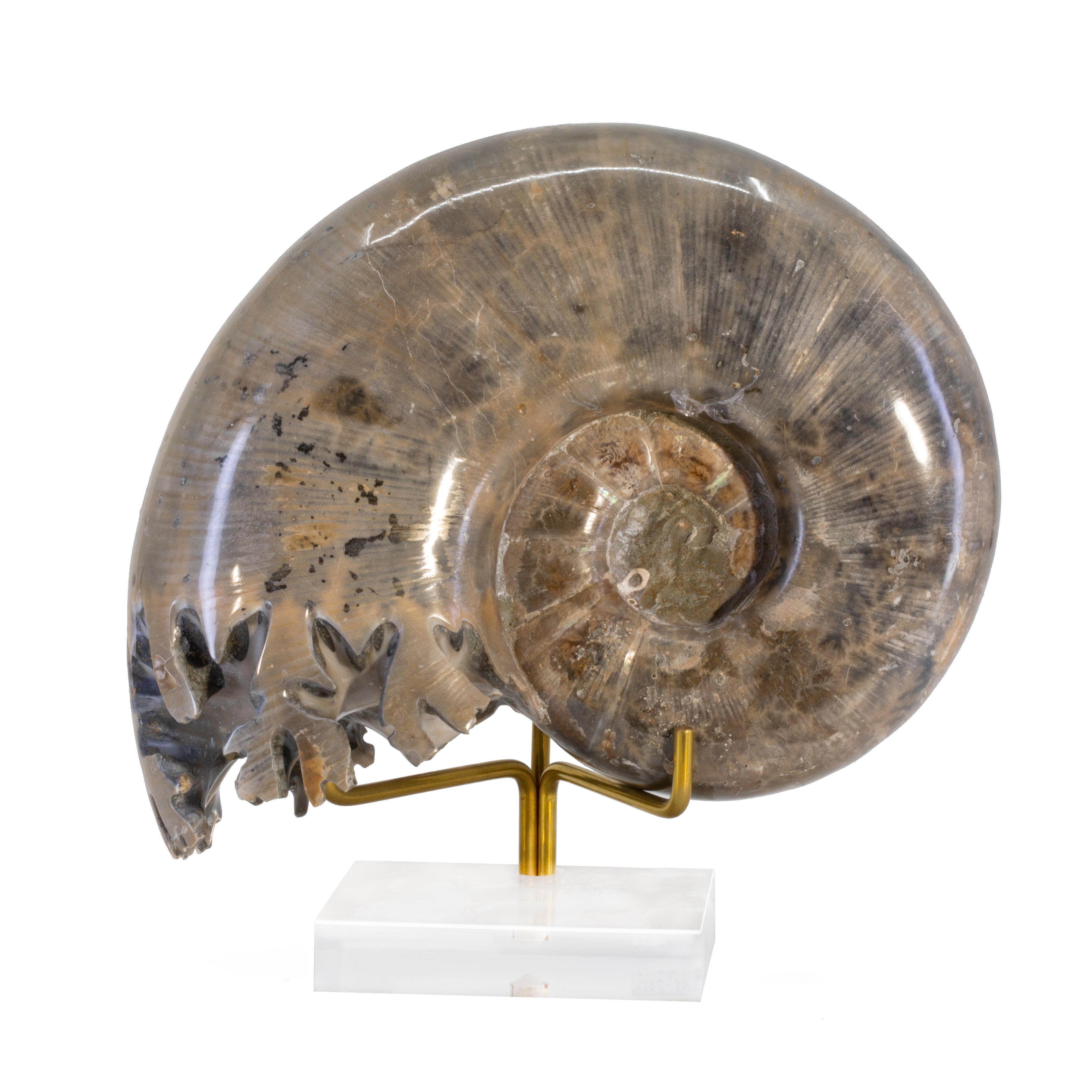 Lytoceros 2.9 lb 5.5 inch Ammonite Polished Fossil Specimen - Madagascar - HHH-067 - Crystalarium