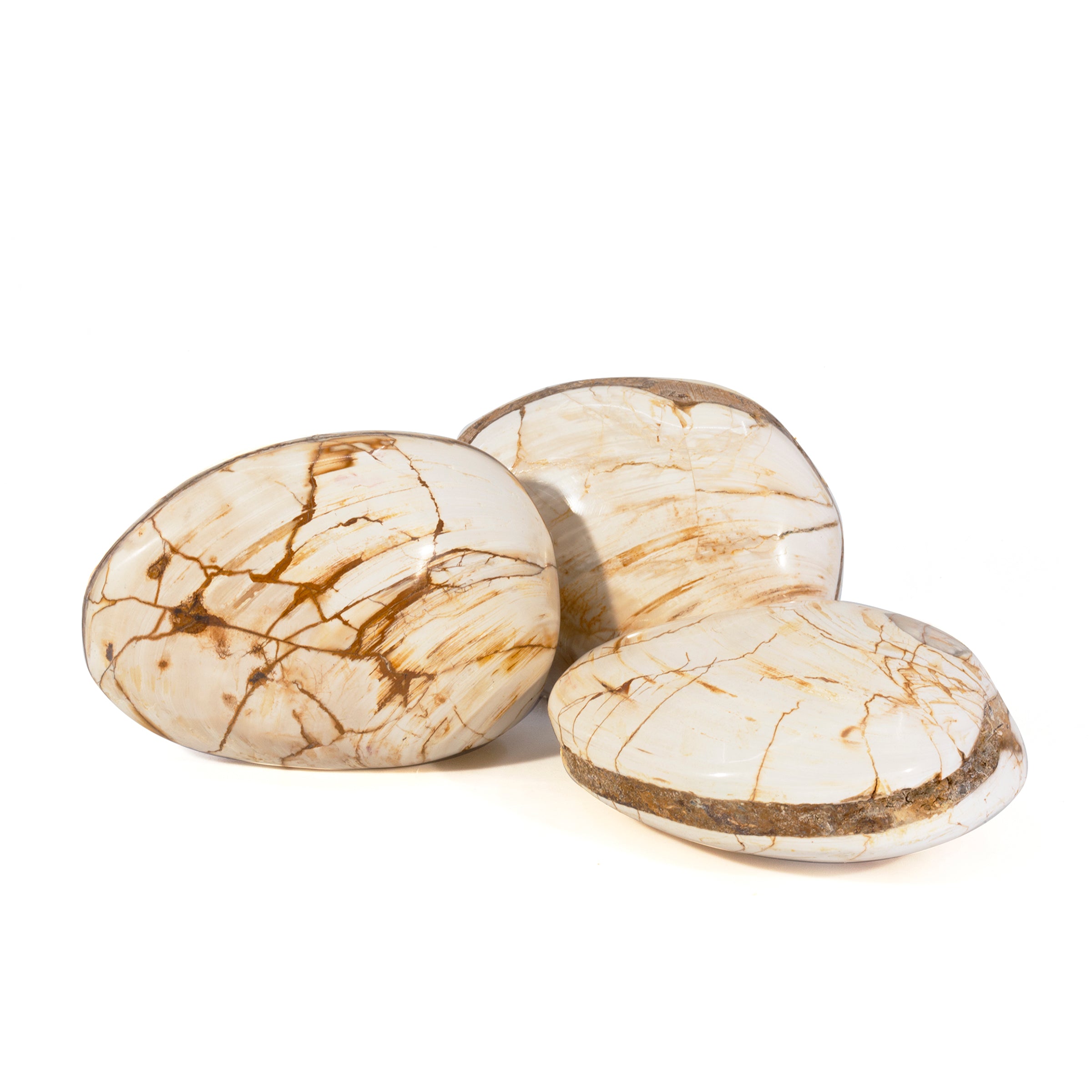 Fossil Bivalve Polished Crystal Shell - Madagascar - HHH-071 - Crystalarium