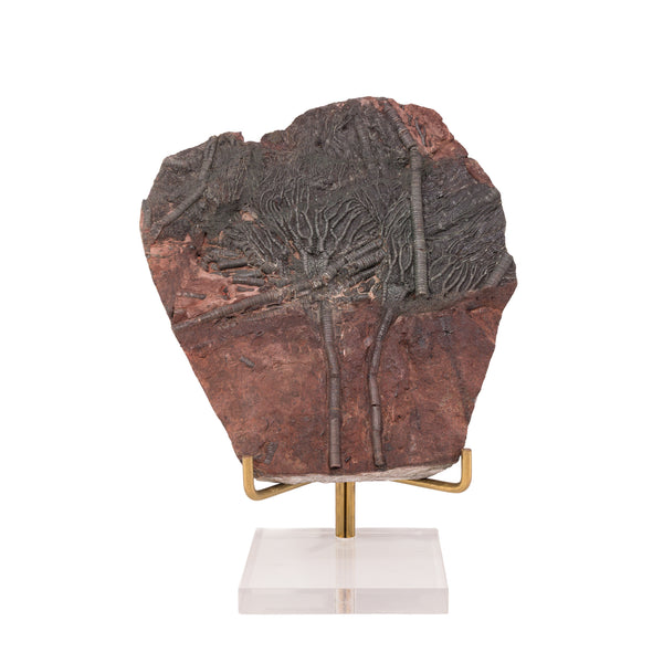 Fossil