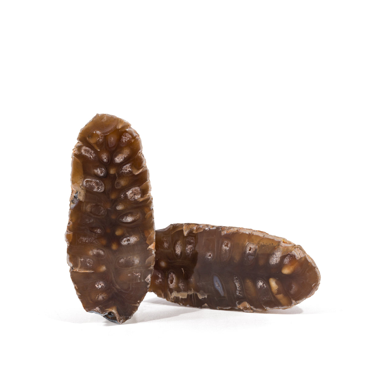 Fossilized Pinecone Partial Polished Pair | 20 Grams – Crystalarium