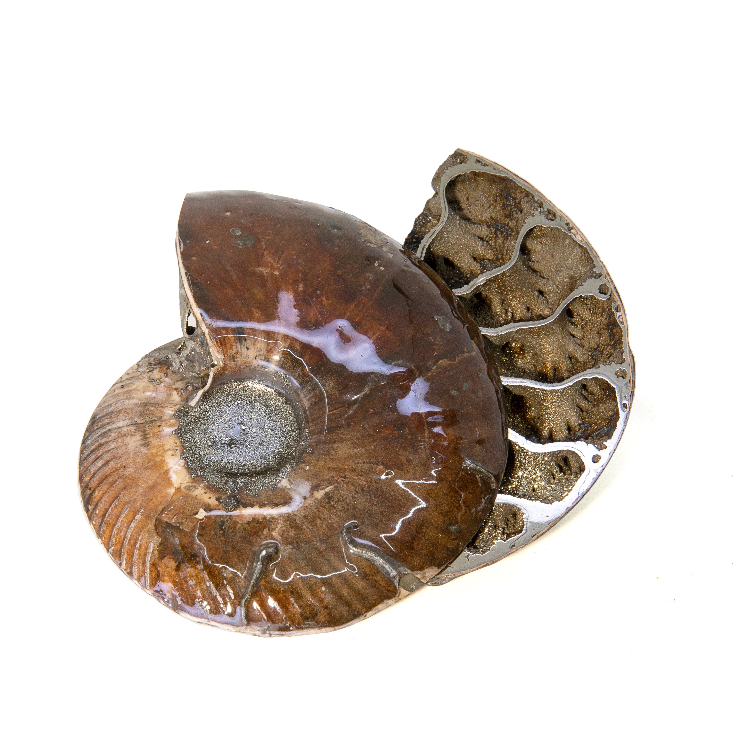 Pyritized Ammonite 3.6 inch Partially Polished Fossil Specimen Pair - Russia - JJX-202 - Crystalarium