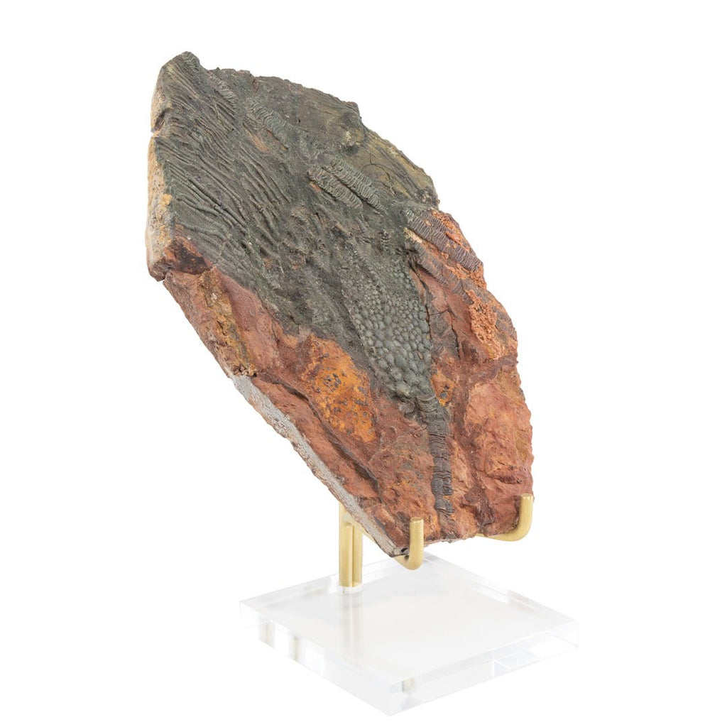 Crinoid 8.5 Inch 1.65lb Natural Fossil - Morocco - LLX-010 - Crystalarium