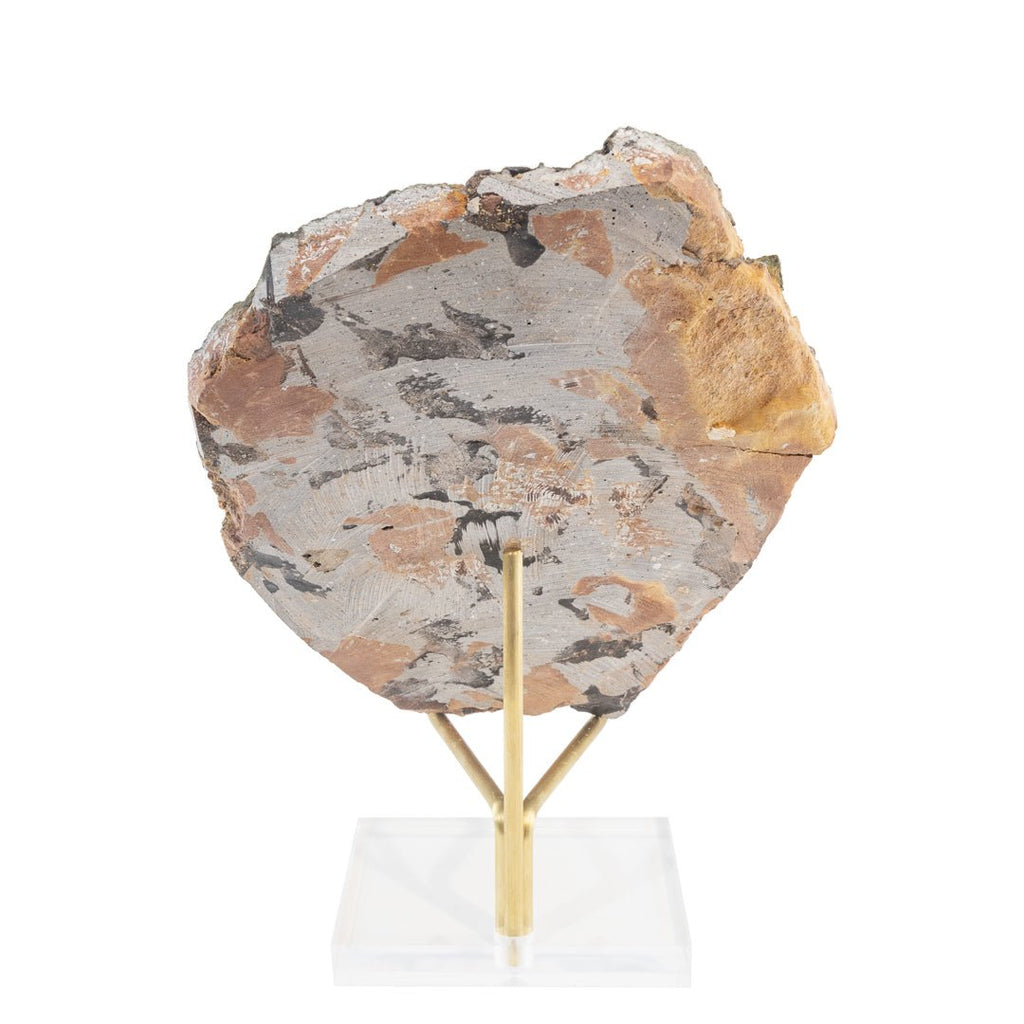 Crinoid 8.5 Inch 1.65lb Natural Fossil - Morocco - LLX-010 - Crystalarium