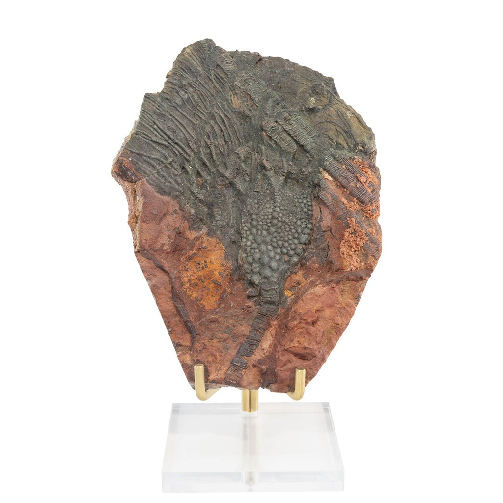 Crinoid 8.5 Inch 1.65lb Natural Fossil - Morocco - LLX-010 - Crystalarium