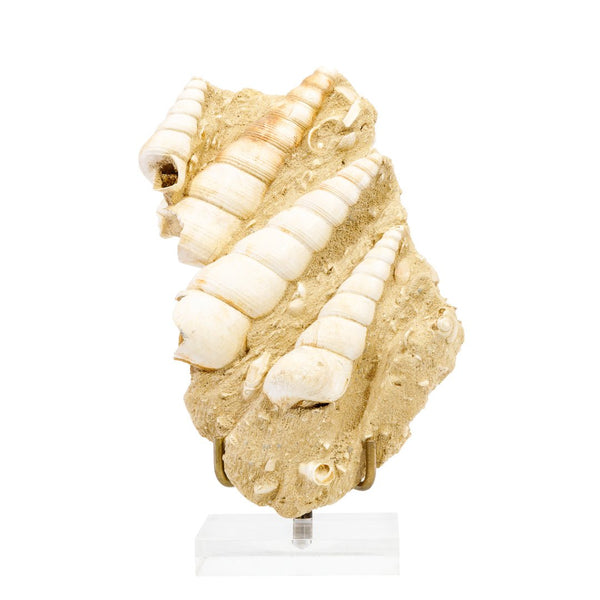 Turritella Fossil