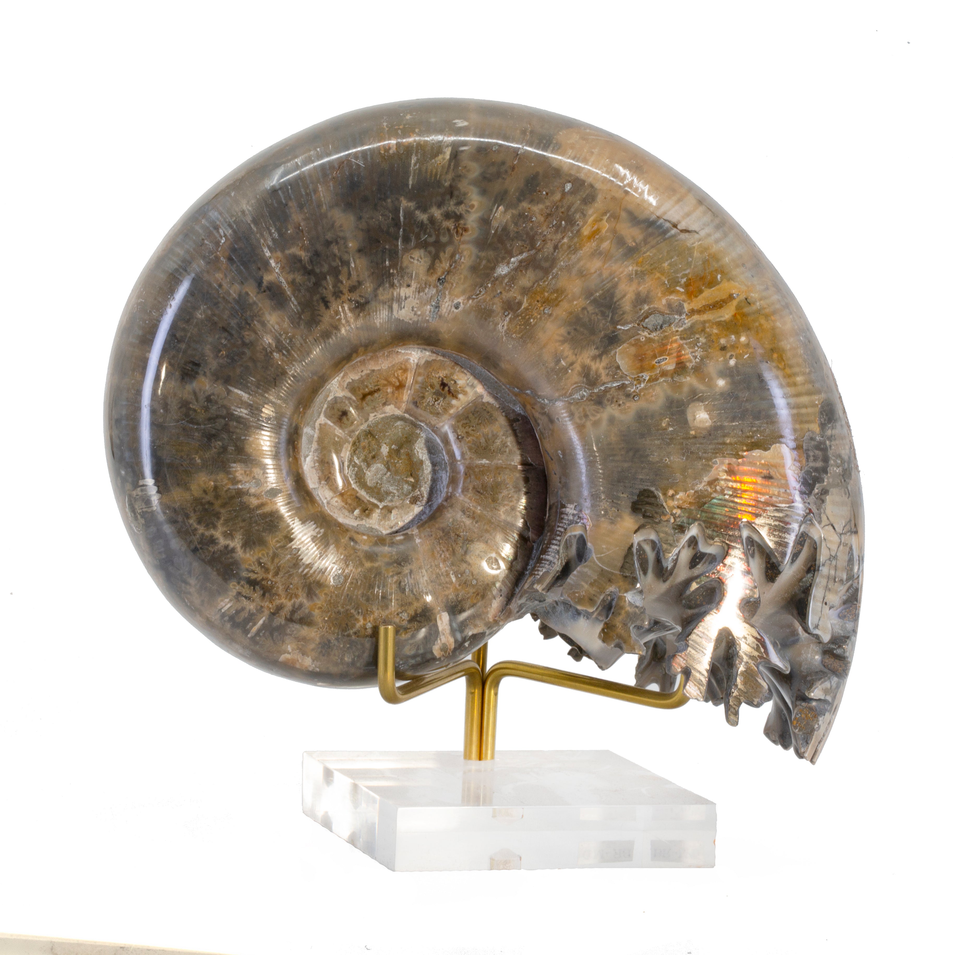 Lytoceros 2.9 lb 5.5 inch Ammonite Polished Fossil Specimen - Madagascar - HHH-067 - Crystalarium
