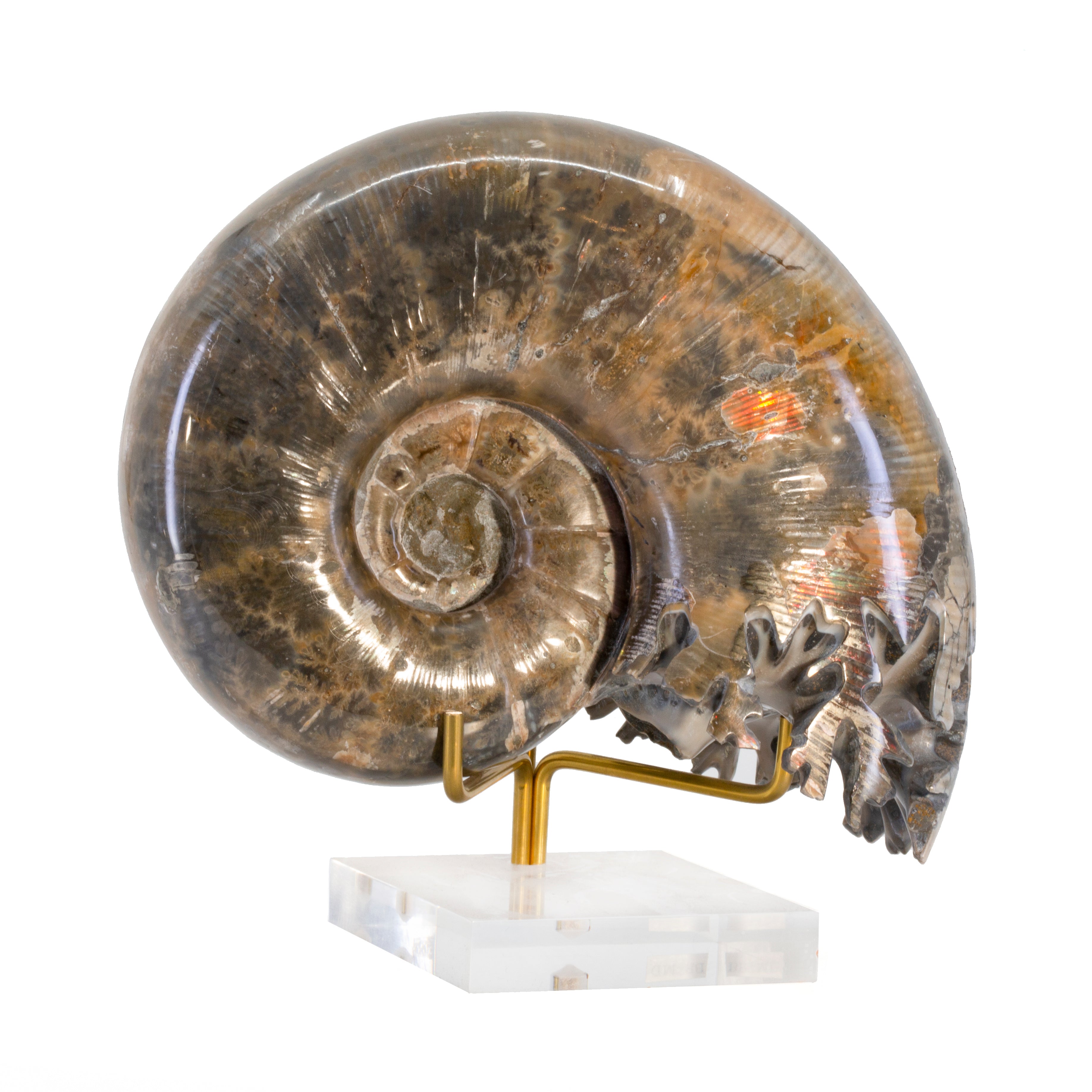 Lytoceros 2.9 lb 5.5 inch Ammonite Polished Fossil Specimen - Madagascar - HHH-067 - Crystalarium