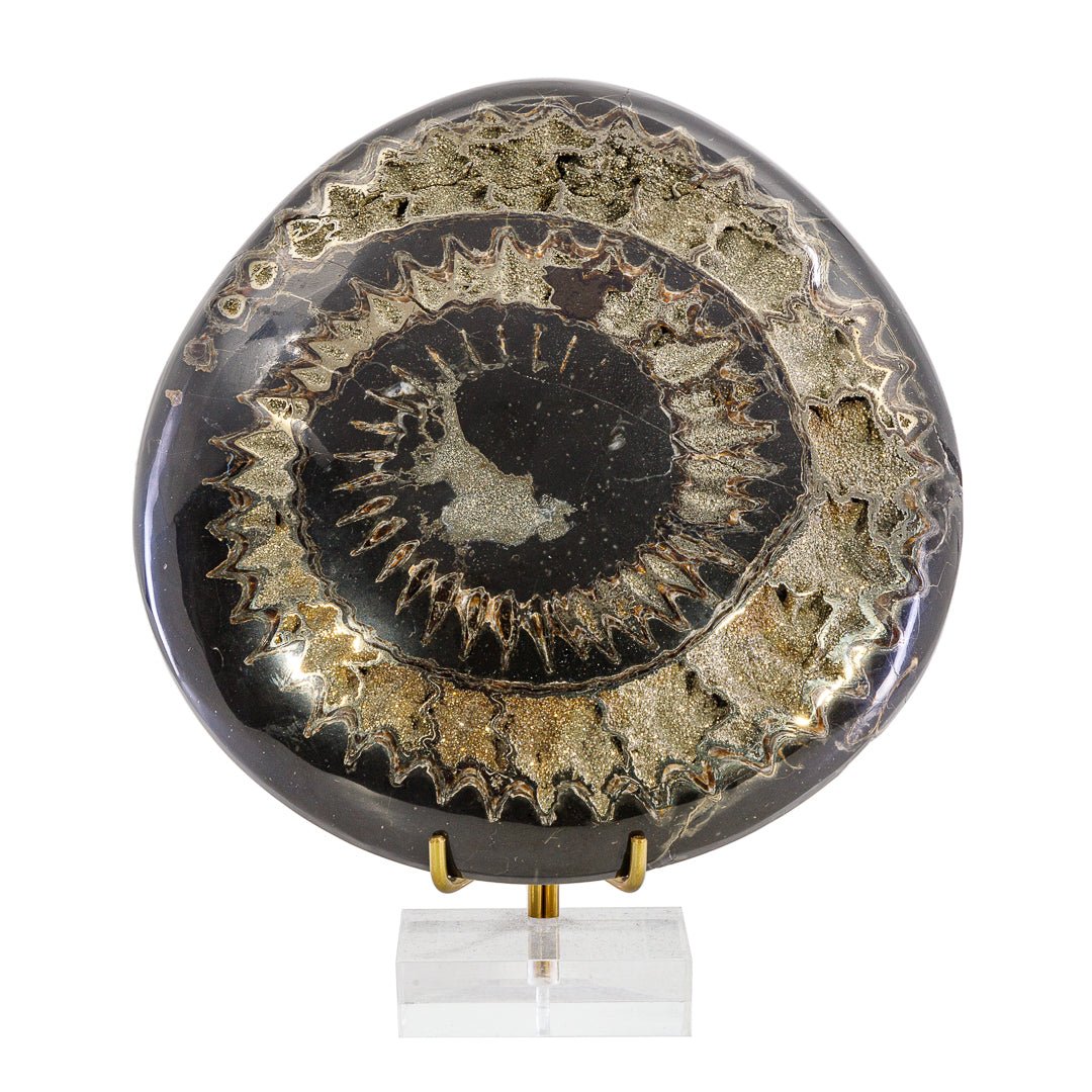 Pyritized Ammonite 5.44 Inch 1.24lb Polished Fossil - Russia - KKH-387 - Crystalarium
