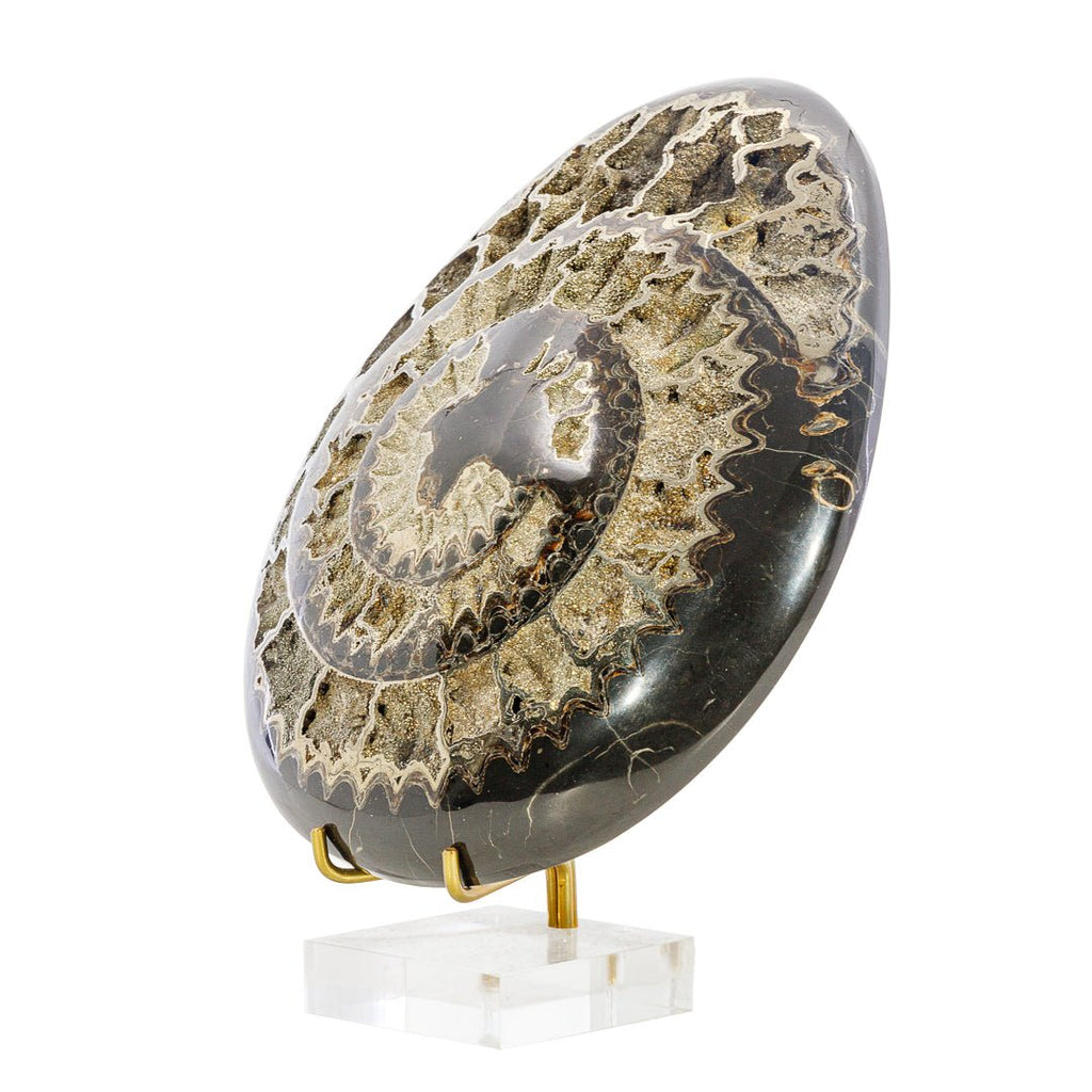 Pyritized Ammonite 5.7 Inch 1.25lb Polished Fossil - Russia - KKH-388 - Crystalarium