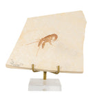 Aegar Tipularis Shrimp, Upper Jurassic Period 5.75 Inch 15.8 Ounce Natural Fossil - Eichstatt, Germany - KKX-009 - Crystalarium