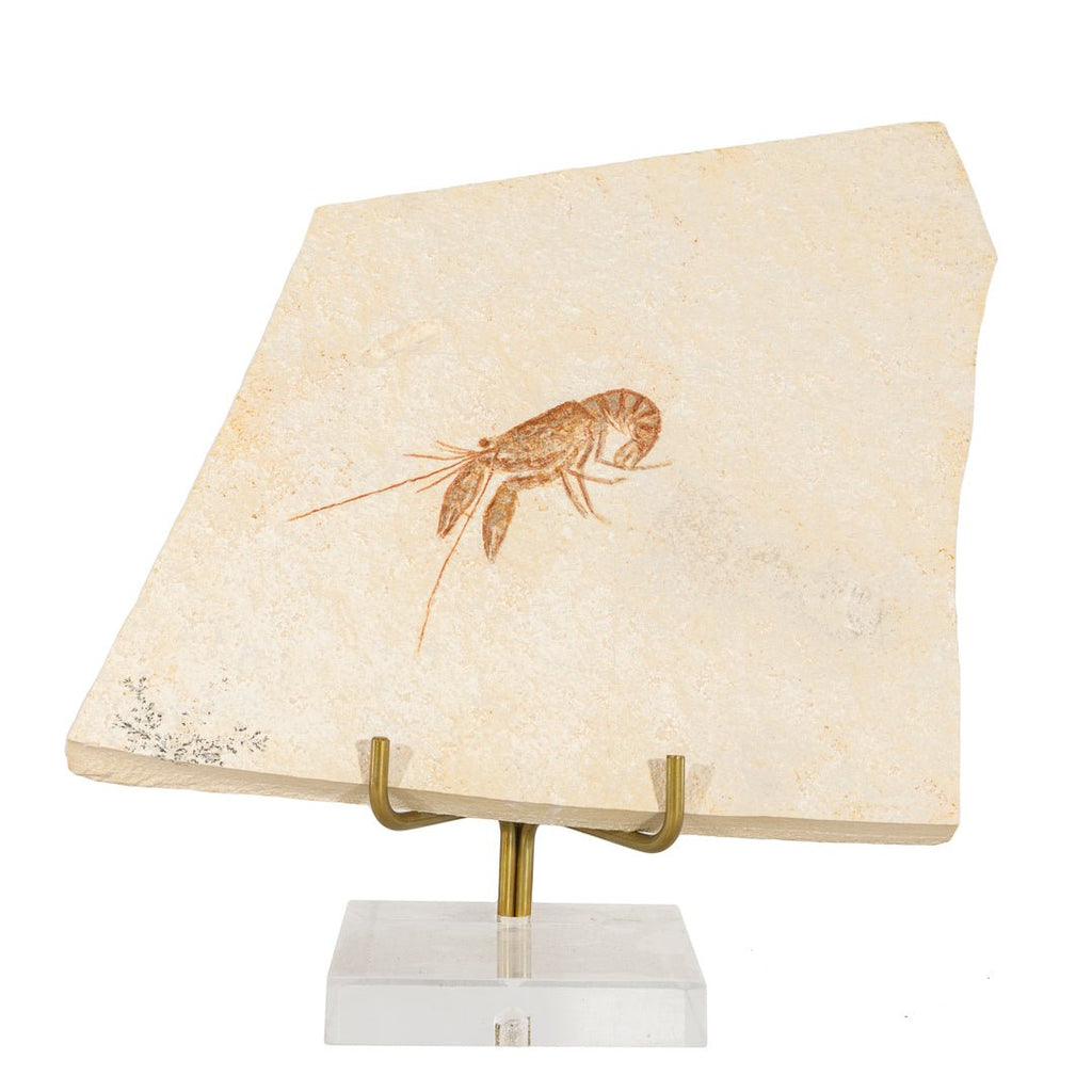 Aegar Tipularis Shrimp, Upper Jurassic Period 5.75 Inch 15.8 Ounce Natural Fossil - Eichstatt, Germany - KKX-009 - Crystalarium